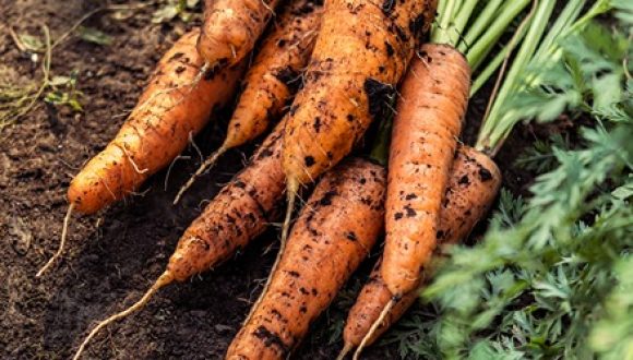 carrots-veg garden